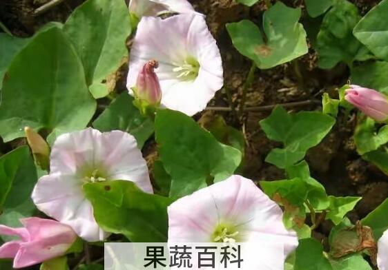 打碗花的药用价值 打碗花怎么食用