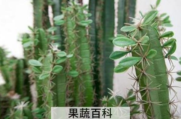 量天尺怎么养 量天尺的养殖方法和注意事项