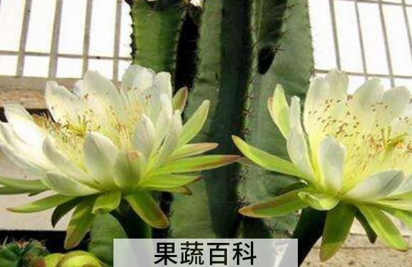 量天尺怎么养 量天尺的养殖方法和注意事项