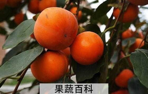 吃柿子不能吃什么 吃柿子的饮食禁忌