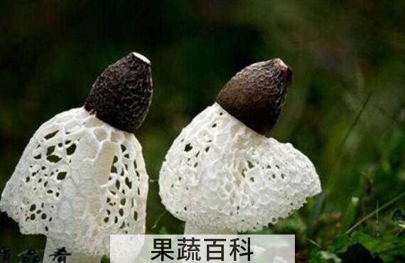 竹笋菌的功效与作用 吃竹笋菌的好处