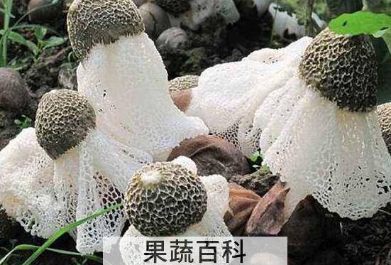 竹笋菌的功效与作用 吃竹笋菌的好处