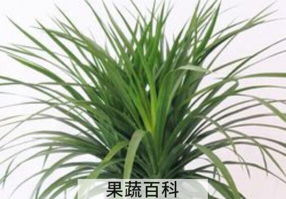 龙血花怎么养殖 龙血花的养殖方法