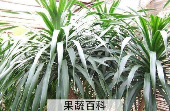 龙血花怎么养殖 龙血花的养殖方法