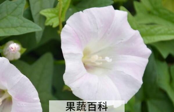 打碗花与牵牛花的区别