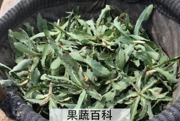 鲜苦菜怎样做成茶 喝苦菜茶的好处