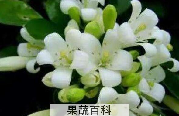 九里香的养殖方法 九里香的功效与作用