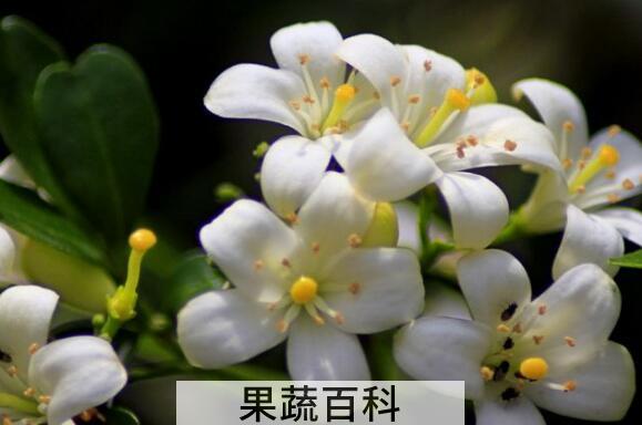 九里香的养殖方法 九里香的功效与作用