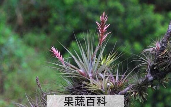空气凤梨怎么养 空气凤梨对人的危害