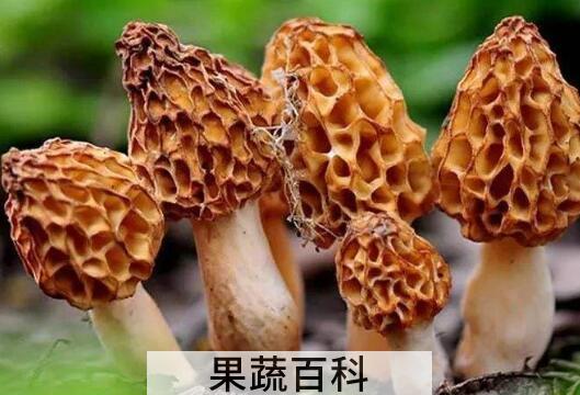羊肚菌的功效和禁忌