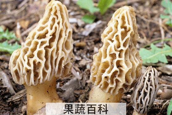 羊肚菌的功效和禁忌