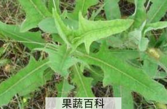 山苦荬的功效与作用 吃山苦荬的好处