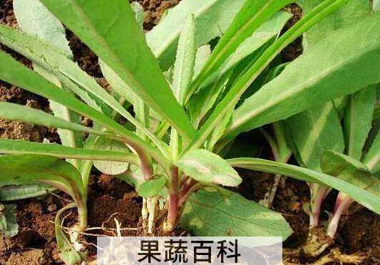 山苦荬的功效与作用 吃山苦荬的好处