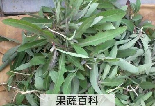苣荬菜的功效与作用