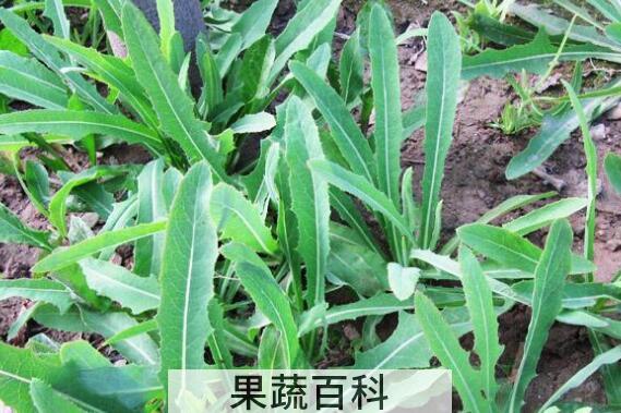 苣荬菜的功效与作用