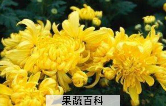 怀菊花的功效与作用及禁忌