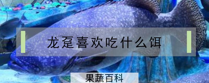 龙趸喜欢吃什么饵
