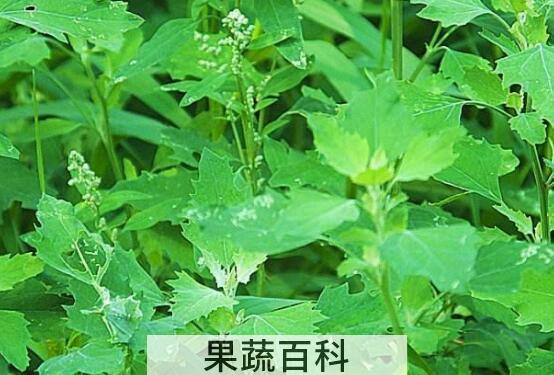 有毒灰菜与灰菜的区别 吃灰菜的好处