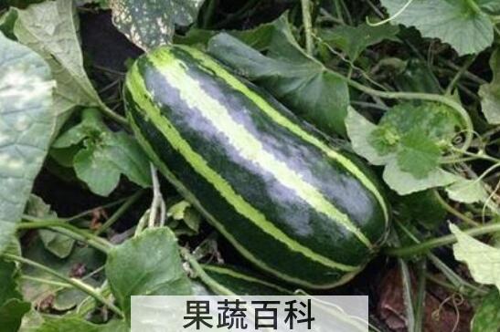 菜瓜和西葫芦怎么区分
