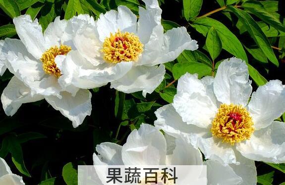 白牡丹的功效与作用 白牡丹的药用价值