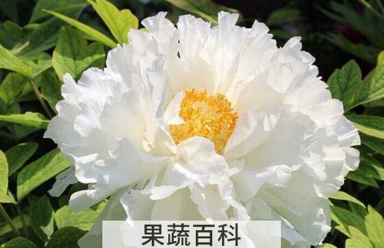 白牡丹的功效与作用 白牡丹的药用价值