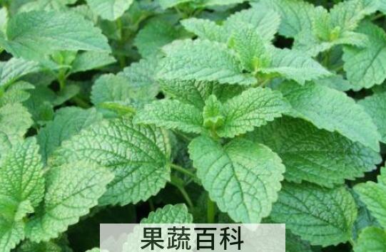 芭芭多香蜂草精油的作用