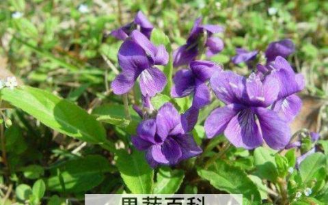 苦菜根茶的制作方法 苦菜根茶的功效