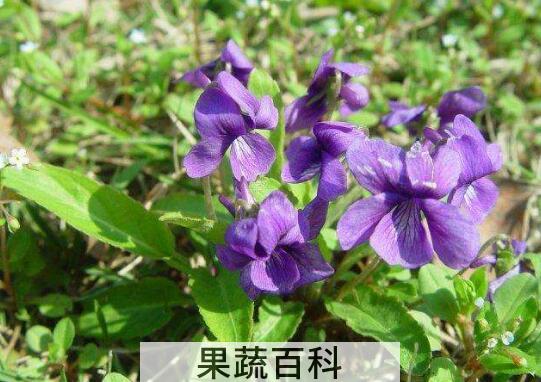 苦菜根茶的制作方法 苦菜根茶的功效