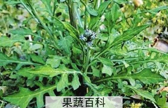 苦菜根茶的制作方法 苦菜根茶的功效