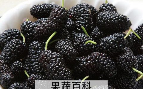 桑葚能多吃吗 吃桑葚的注意事项