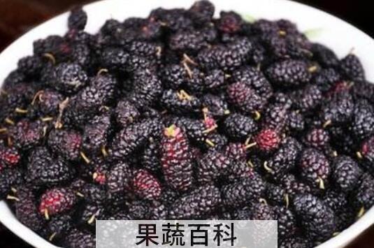 桑葚能多吃吗 吃桑葚的注意事项