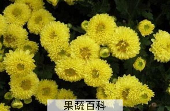 怀菊花和菊花的区别 菊花的功效与作用
