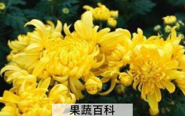 怀菊花和菊花的区别 菊花的功效与作用