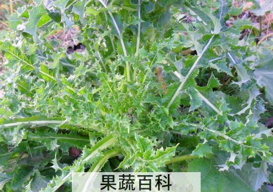 花叶滇苦菜能不能吃 花叶滇苦菜怎么食用