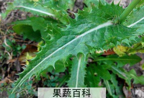 花叶滇苦菜能不能吃 花叶滇苦菜怎么食用