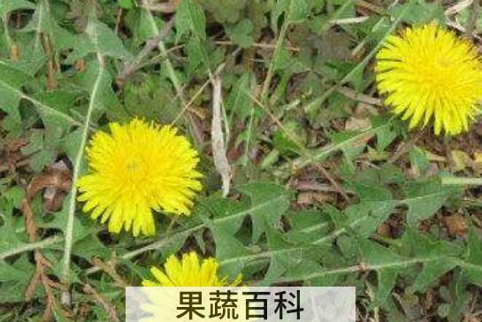 蒲公英和婆婆丁的区别 蒲公英的功效
