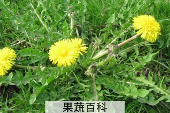 蒲公英和婆婆丁的区别 蒲公英的功效