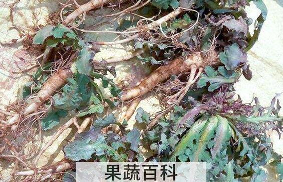 苦碟子根的功效与作用