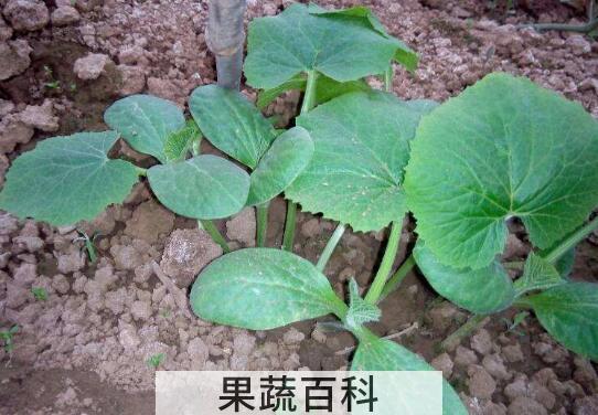 西葫芦苗与南瓜苗的区别 南瓜苗的功效与作用
