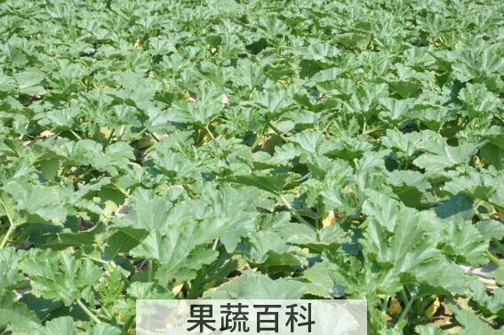 西葫芦苗与南瓜苗的区别 南瓜苗的功效与作用