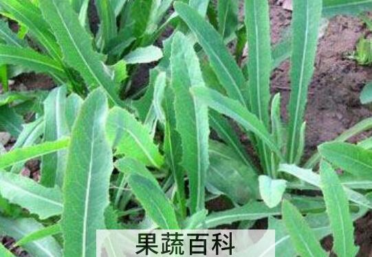 假还阳参和苦荬菜的区别 假还阳参的功效