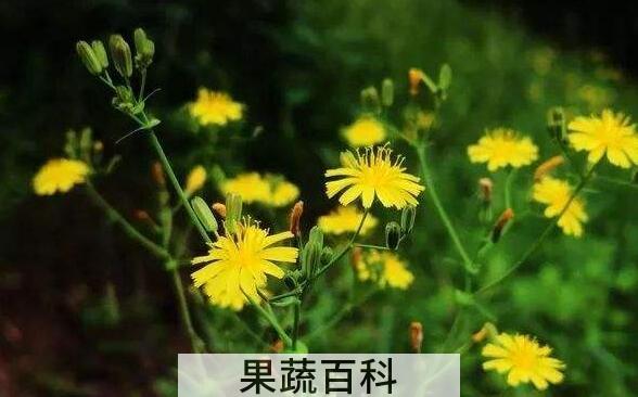假还阳参和苦荬菜的区别 假还阳参的功效