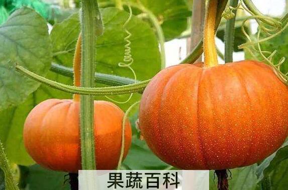 老南瓜与嫩南瓜的功效
