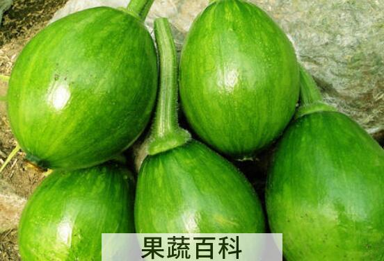 老南瓜与嫩南瓜的功效