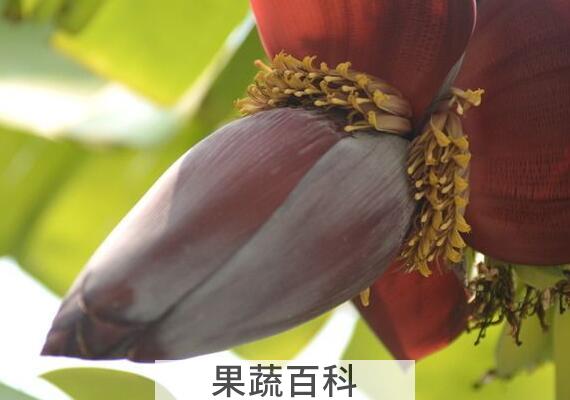 香蕉花的作用与功效