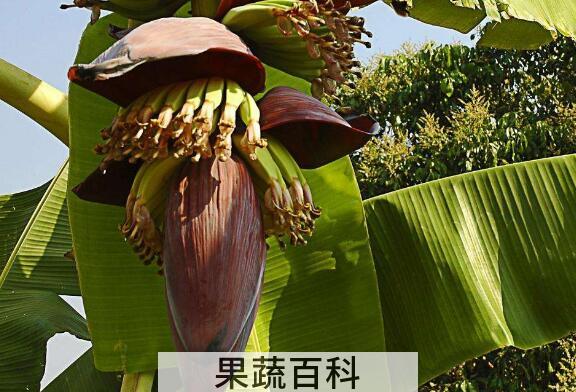 香蕉花的作用与功效