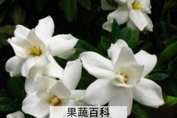 新鲜栀子花怎么吃 新鲜栀子花的食用方法