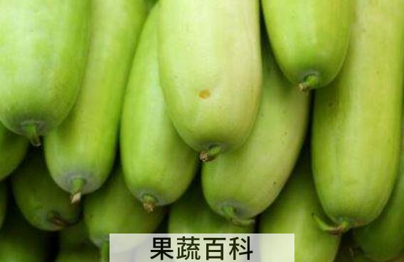怎么区分笋瓜和西葫芦 笋瓜怎么吃