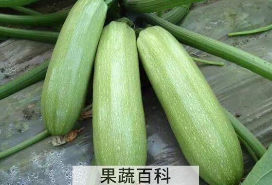怎么区分笋瓜和西葫芦 笋瓜怎么吃
