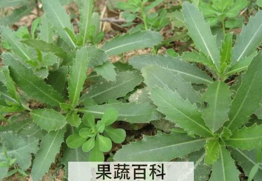 刺儿菜的食用方法教程